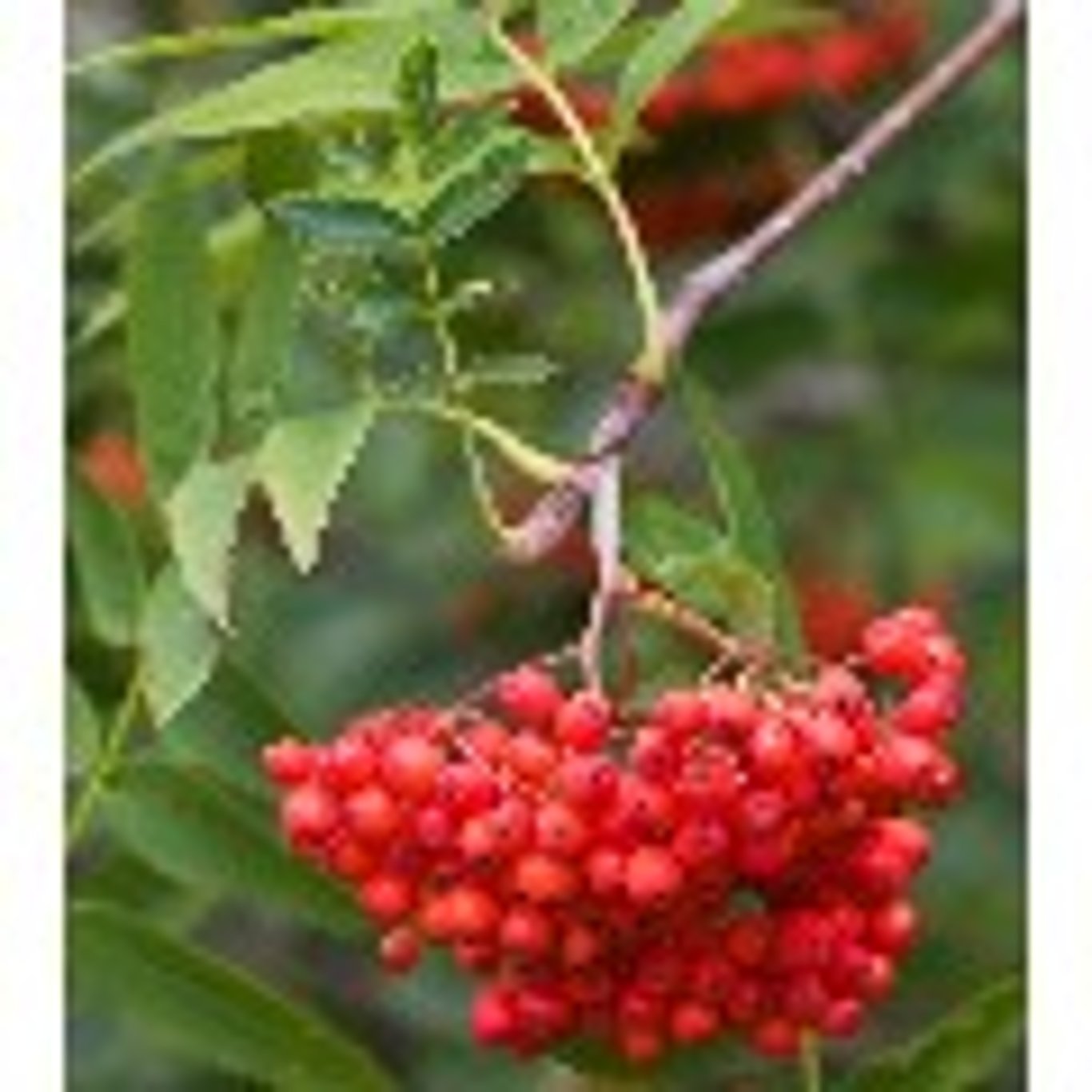 Japansk rönn – Sorbus commixta - 8/10 in Cont HO/ST